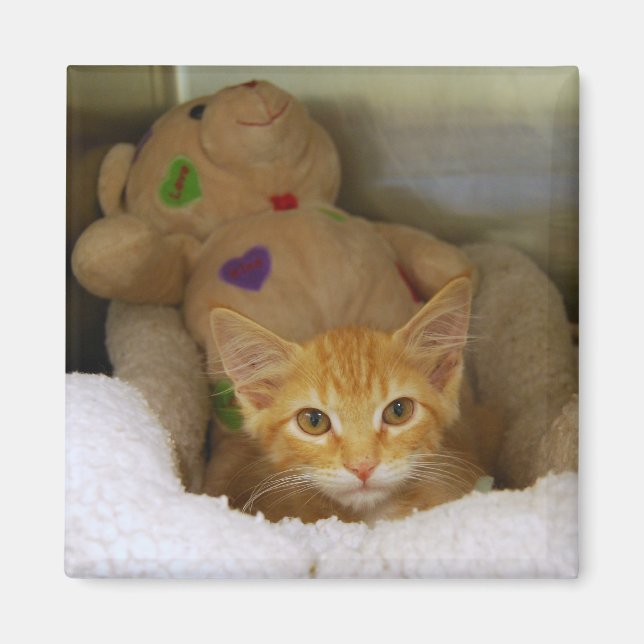 Tabby Kitten mit Teddy Bear Magnet (Vorne)