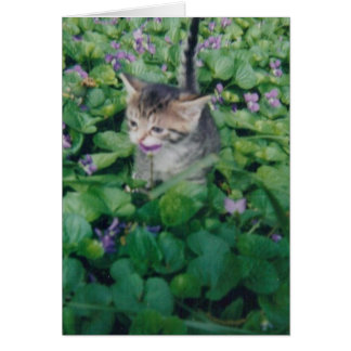 Tabby Kitten mit violettem Lächeln