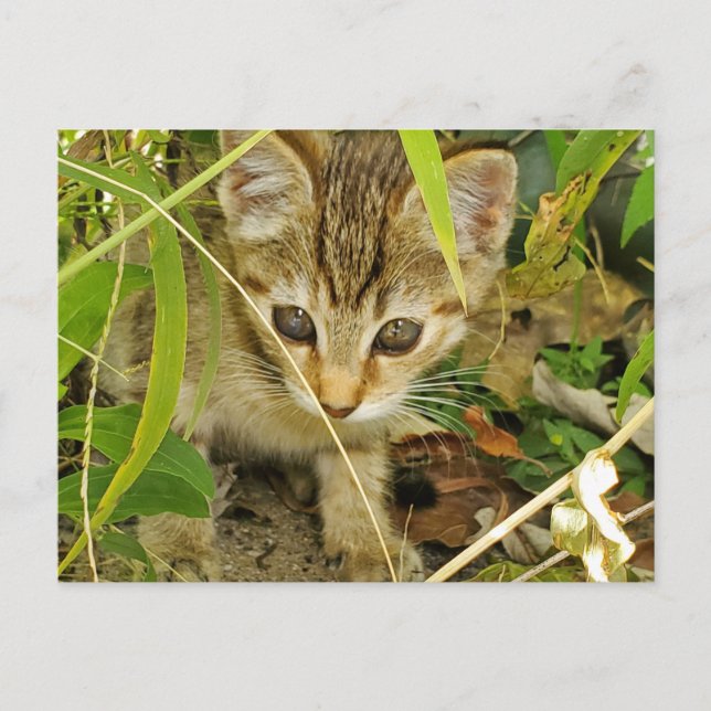 Tabby Kitten Postkarte (Vorderseite)
