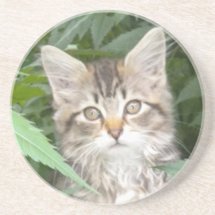 Tabby Kitten Untersetzer