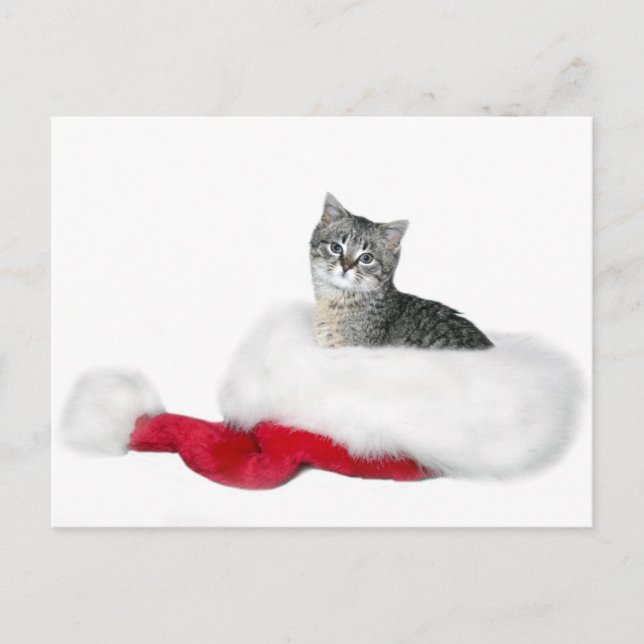 Tabby Kitten Weihnachten (Vorderseite)