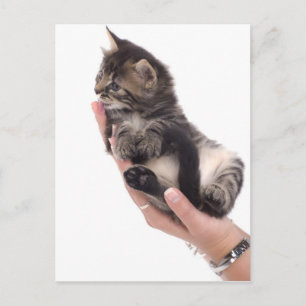 tabby kitten who licks postkarte