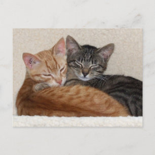 Tabby Kittens Postcard Postkarte