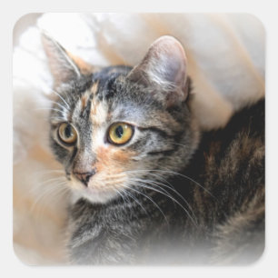 Tabby Kitty Cat Portrait Quadratischer Aufkleber