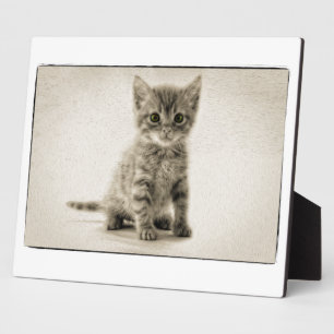 Tabby Kitty Fotoplatte
