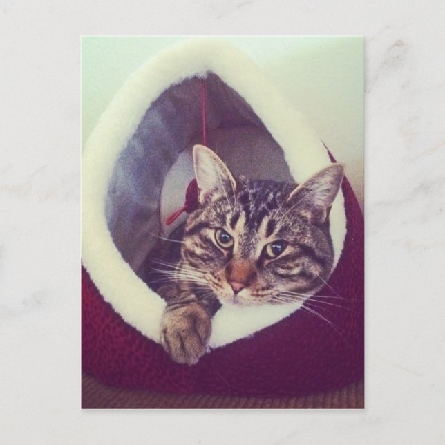 Tabby Kitty in Hütte Nah-Up Foto Postkarte (Vorderseite)
