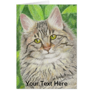 Tabby Longhair
