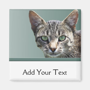 Tabby mit grünen Augen gestreift Magnet