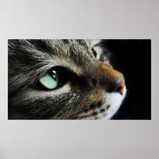 Tabby Poster