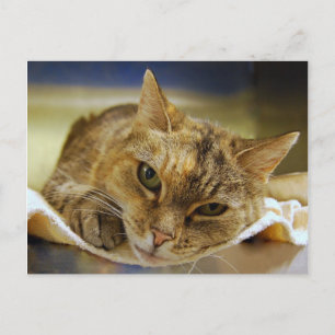 Tabby Princess Postcard Postkarte