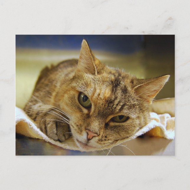 Tabby Princess Postcard Postkarte (Vorderseite)