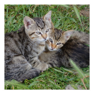 Tabby Sisters 20" x 20", Poster Paper, Semi-Gloss