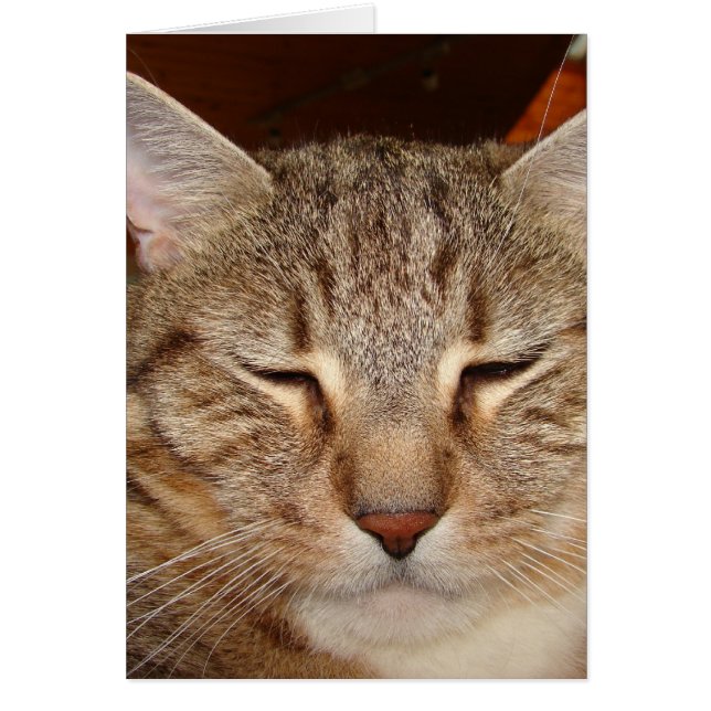 Tabby Tiger Cat (Devant)