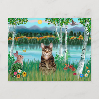 Tabby Tiger Cat - Birches Postkarte