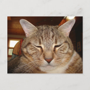 Tabby Tiger Cat Postkarte