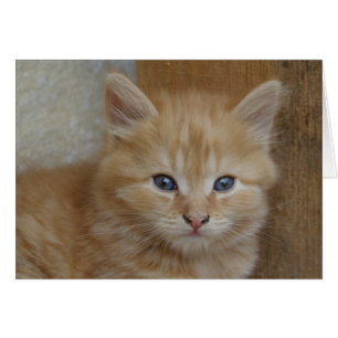 Tabby Tomcat Kitten