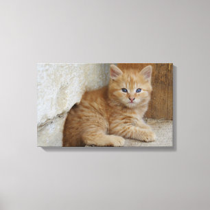 Tabby Tomcat Kitten Leinwanddruck