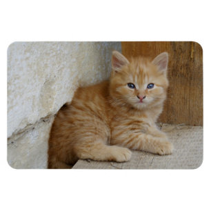 Tabby Tomcat Kitten Magnet