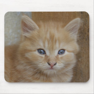 Tabby Tomcat Kitten Mousepad