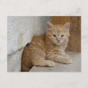 Tabby Tomcat Kitten Postkarte