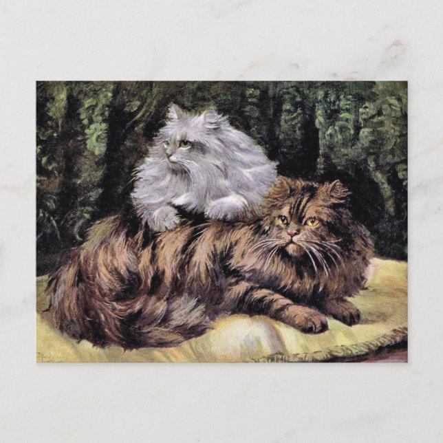 Tabby und Silber Perserkatzen Postkarte (Vorderseite)