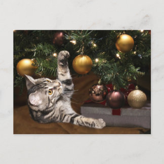 Tabby und Weihnachtsbaum Feiertagspostkarte