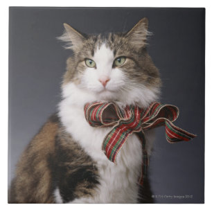 Tabbykatze, die karierten Bogen trägt Fliese
