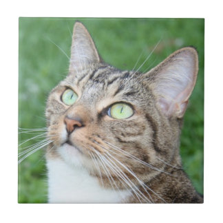 Tabbykatzen-Gesichtsfliese Fliese