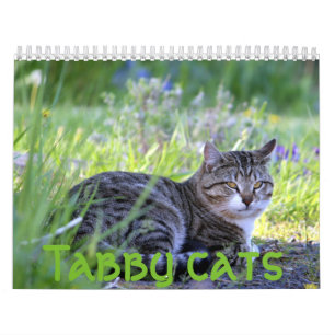 Tabbykatzen Kalender