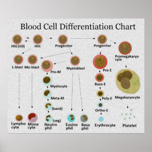 Tabelle zur Differenzierung der Blutkörperchen Poster