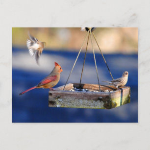 Table de petit-déjeuner (oiseaux) Carte postale