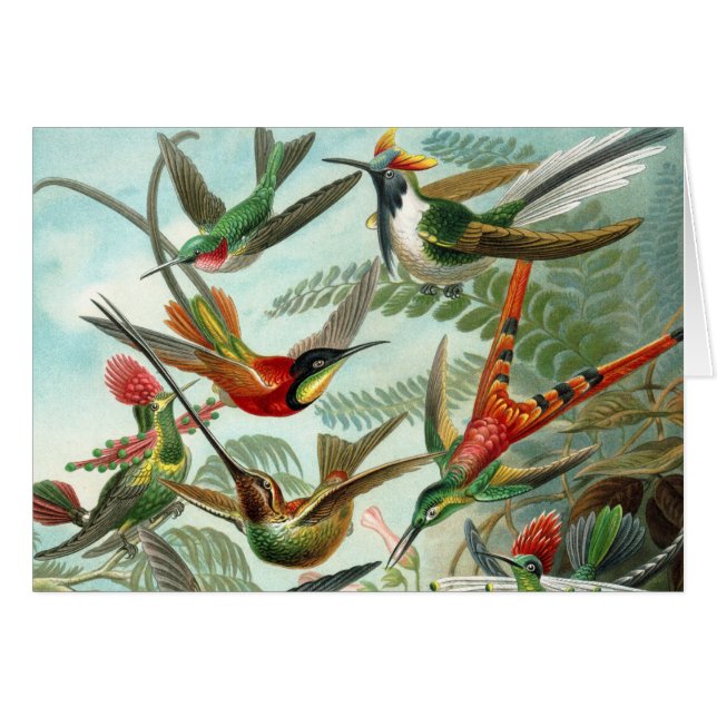 tableau classique de la faune des oiseaux colibris (Devant horizontal)