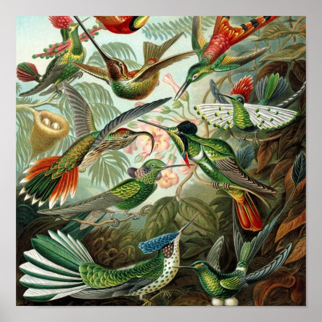 tableau classique de la faune des oiseaux colibris (Devant)