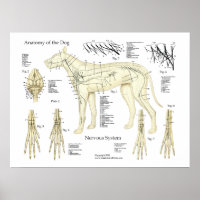 Tableau d'affichage de l'anatomie du système nerve