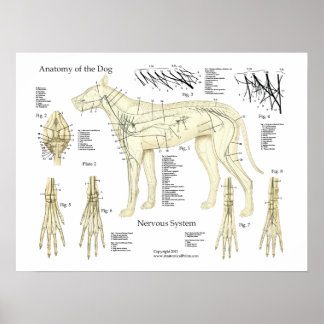 Tableau d'affichage de l'anatomie du système nerve