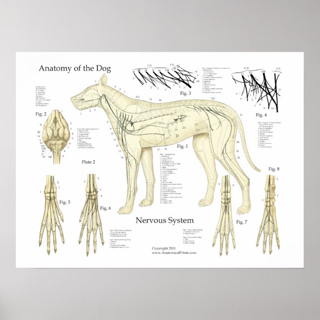 Tableau d'affichage de l'anatomie du système nerve (Devant)