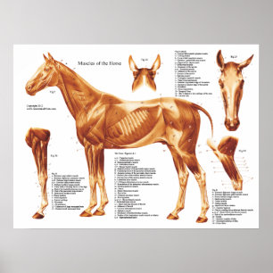 Tableau d'anatomie des muscles du cheval