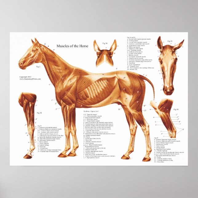 Tableau d'anatomie des muscles du cheval (Devant)