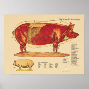 Tableau d'anatomie des muscles vétérinaires de por