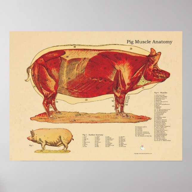 Tableau d'anatomie des muscles vétérinaires de por (Devant)