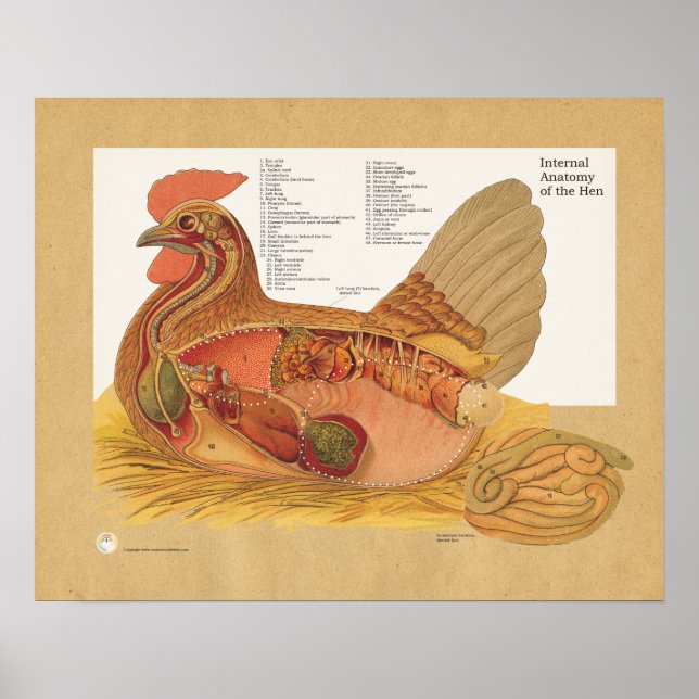 Tableau d'anatomie interne de poulets (Devant)