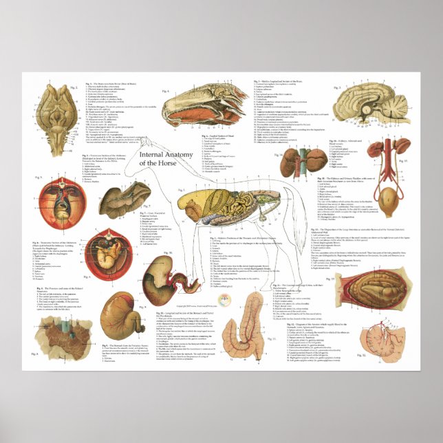Tableau d'anatomie interne du cheval 18" X 24" (Devant)