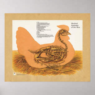 Tableau d'anatomie squelettique de poulets
