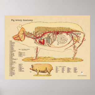 Tableau d'anatomie vétérinaire de l'artère de porc