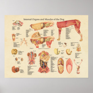Tableau mural de l'anatomie interne des organes de