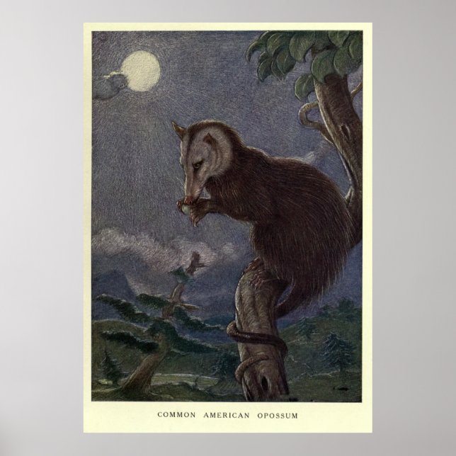 Tableau vintage Possum (1909) (Devant)