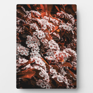 Tabletop Blume Fotoplatte