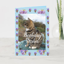 Tablette Katze Niedlich Streifen Katzen Blumenkart