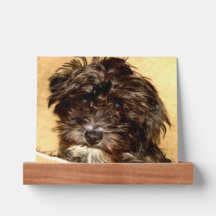 Tablette de photos de Schnoodle