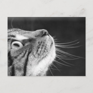 Tablettenkatze in Schwarz-Weiß-Postkarte Postkarte